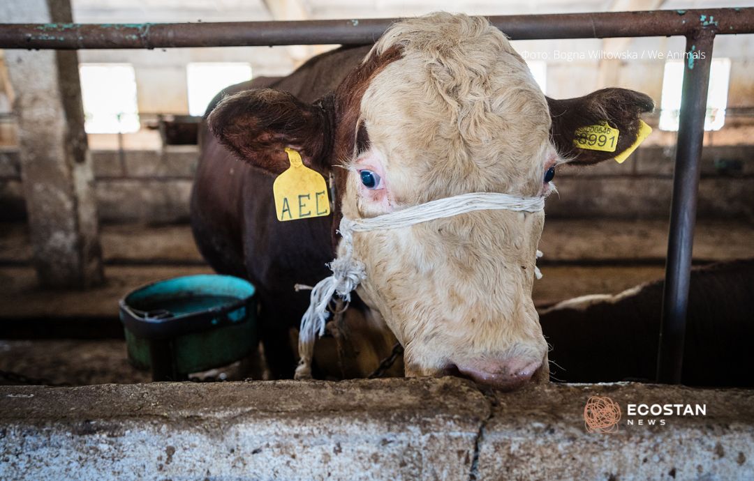bull-bwiltowska-ecostan